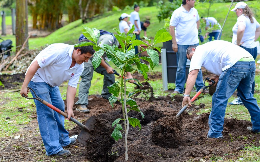Reforestación – plantación de árboles, RSC medioambiental para empresas | Wind Cat Activities