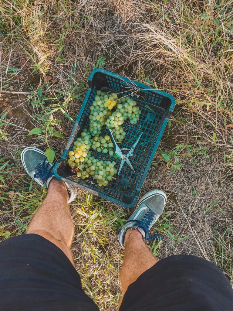 View from above of green grape harvest in Săcueni, Romania, with person in sneakers.